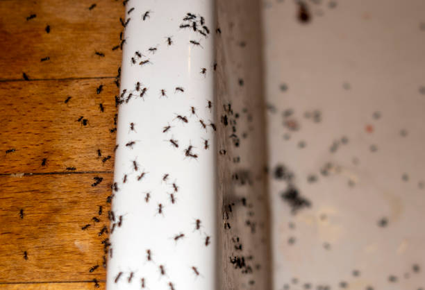 Pest Prevention Services in Montclair State University, NJ